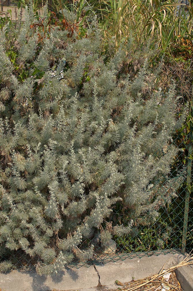 Artemisia arborescens/Assenzio arbustivo